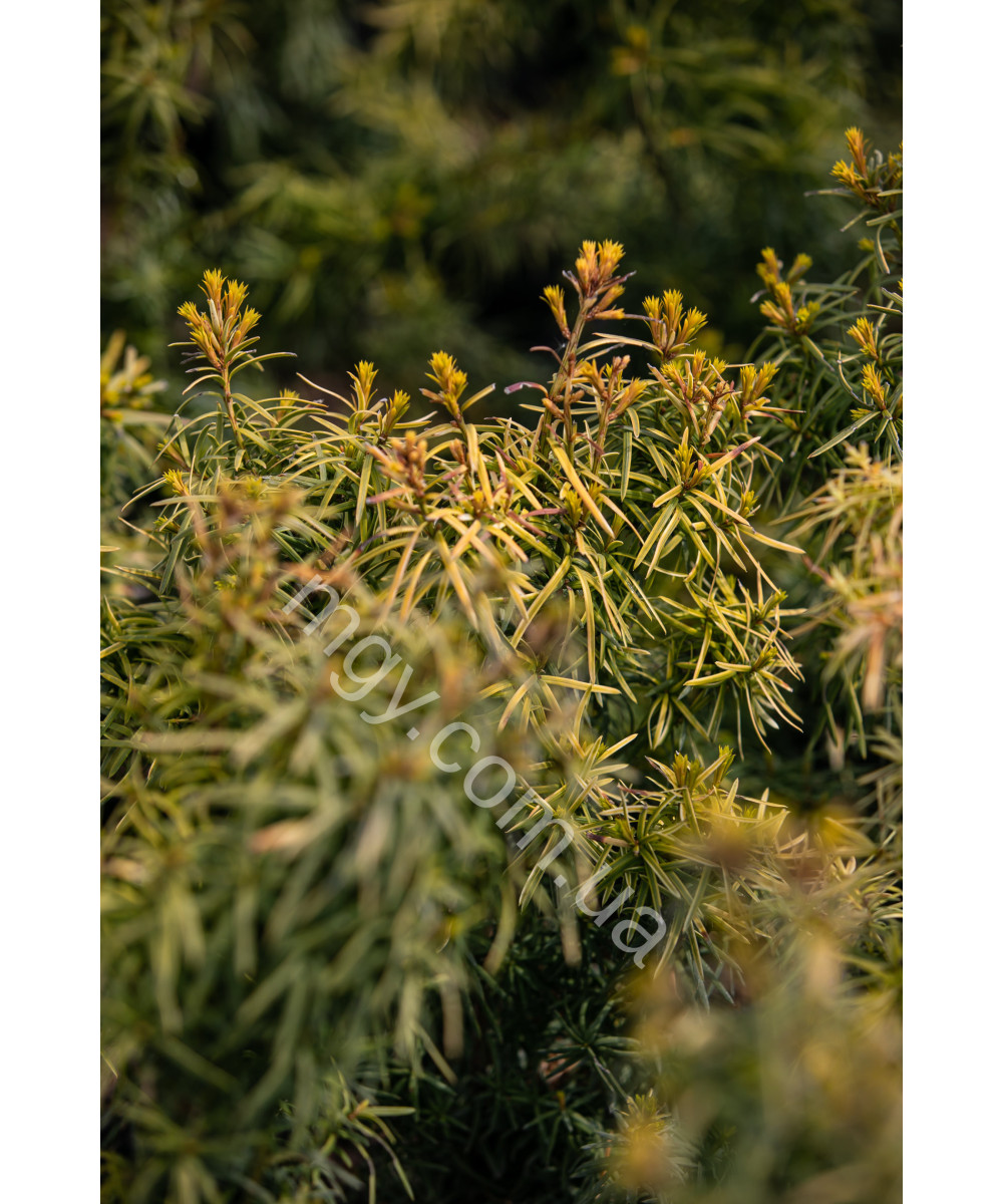 Тис середня Стефанія (Taxus media Stefania)