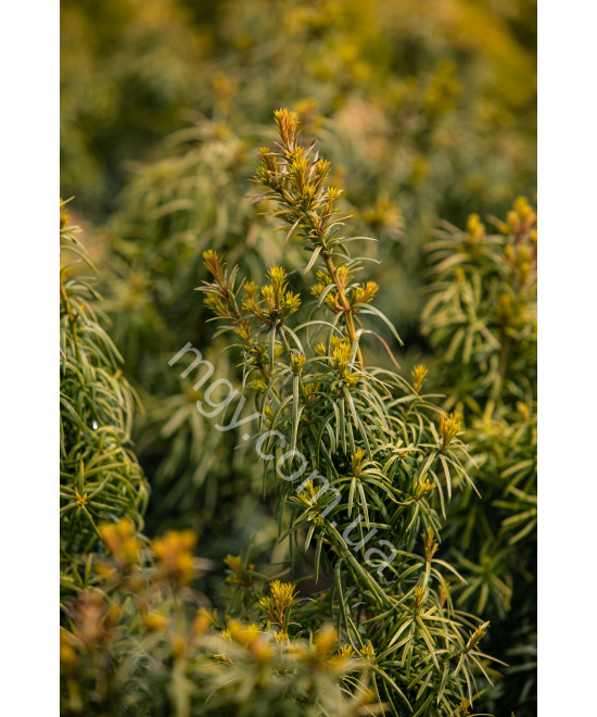 Тис середня Стефанія (Taxus media Stefania)
