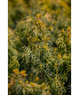 Тис середня Стефанія (Taxus media Stefania)