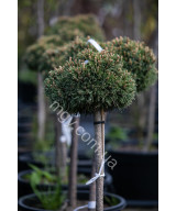 Сосна Гачкувата 'Грюне Велле' (Pinus Uncinata Grune Welle /St)