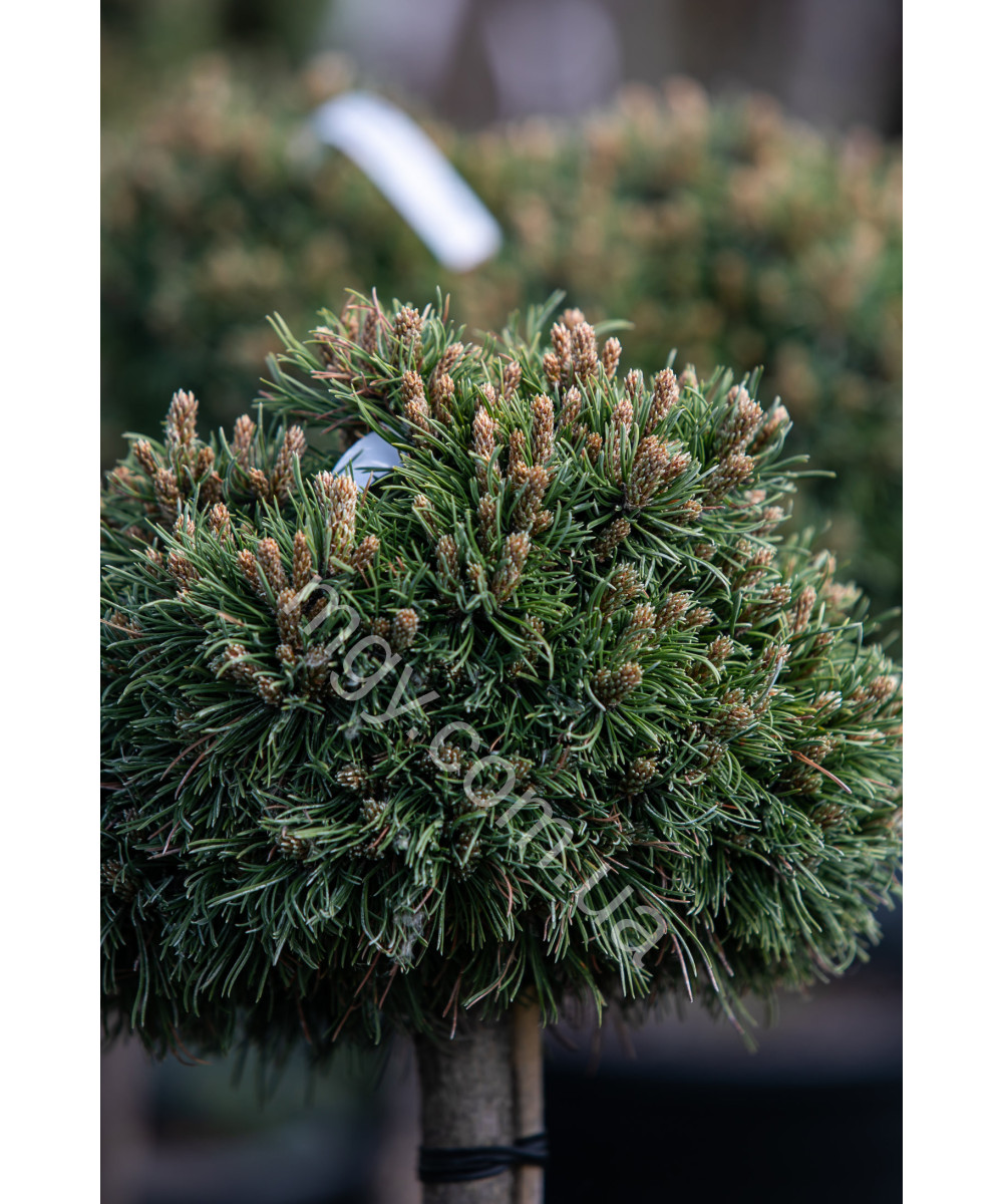 Сосна Гачкувата 'Грюне Велле' (Pinus Uncinata Grune Welle /St)