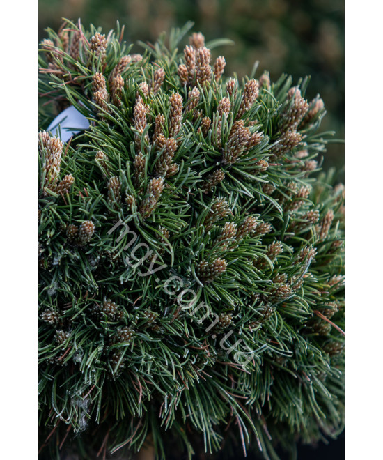 Сосна Гачкувата 'Грюне Велле' (Pinus Uncinata Grune Welle /St)