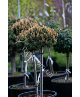 Сосна гірська Бенжамін (Pinus mugo Benjamin)