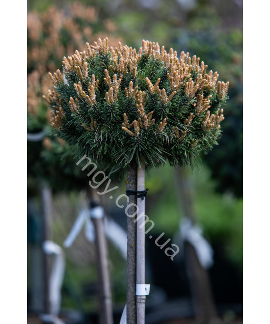Сосна гірська Бенжамін (Pinus mugo Benjamin)
