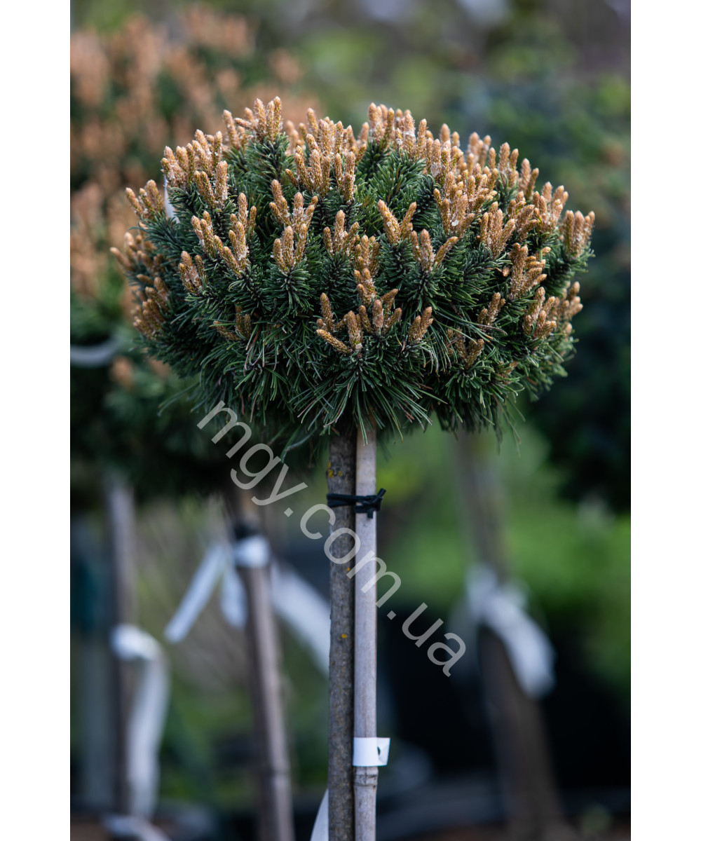 Сосна гірська Бенжамін (Pinus mugo Benjamin)