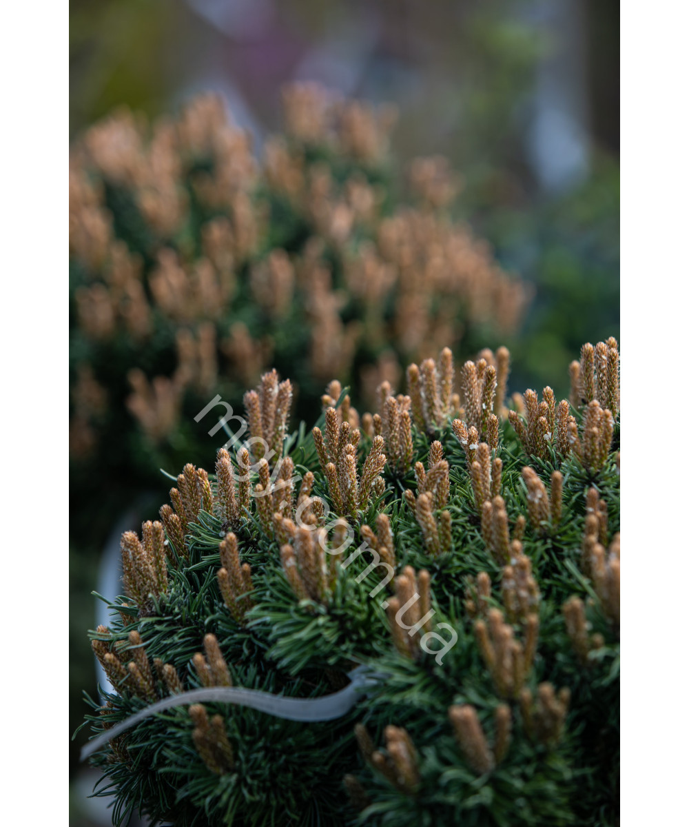 Сосна гірська Бенжамін (Pinus mugo Benjamin)