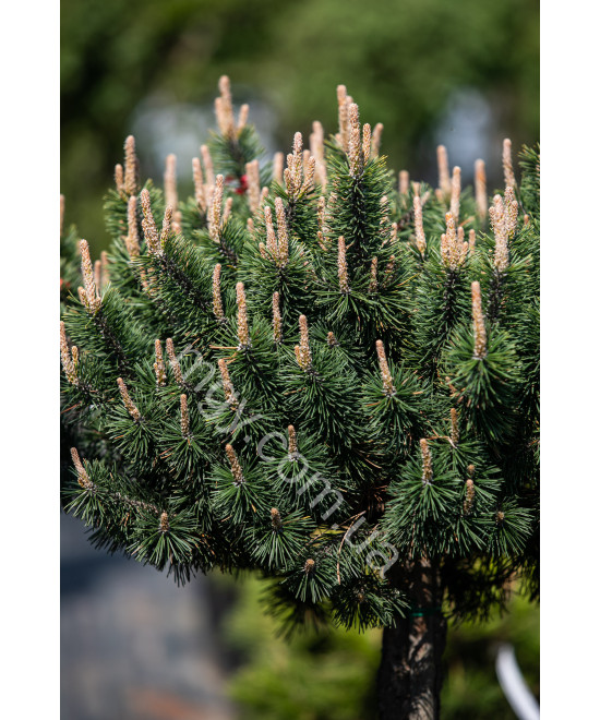 Сосна Гірська 'Хессе' (Pinus Mugo Hesse)
