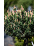 Сосна Гірська 'Хессе' (Pinus Mugo Hesse)