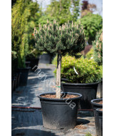 Сосна Гірська 'Хессе' (Pinus Mugo Hesse)