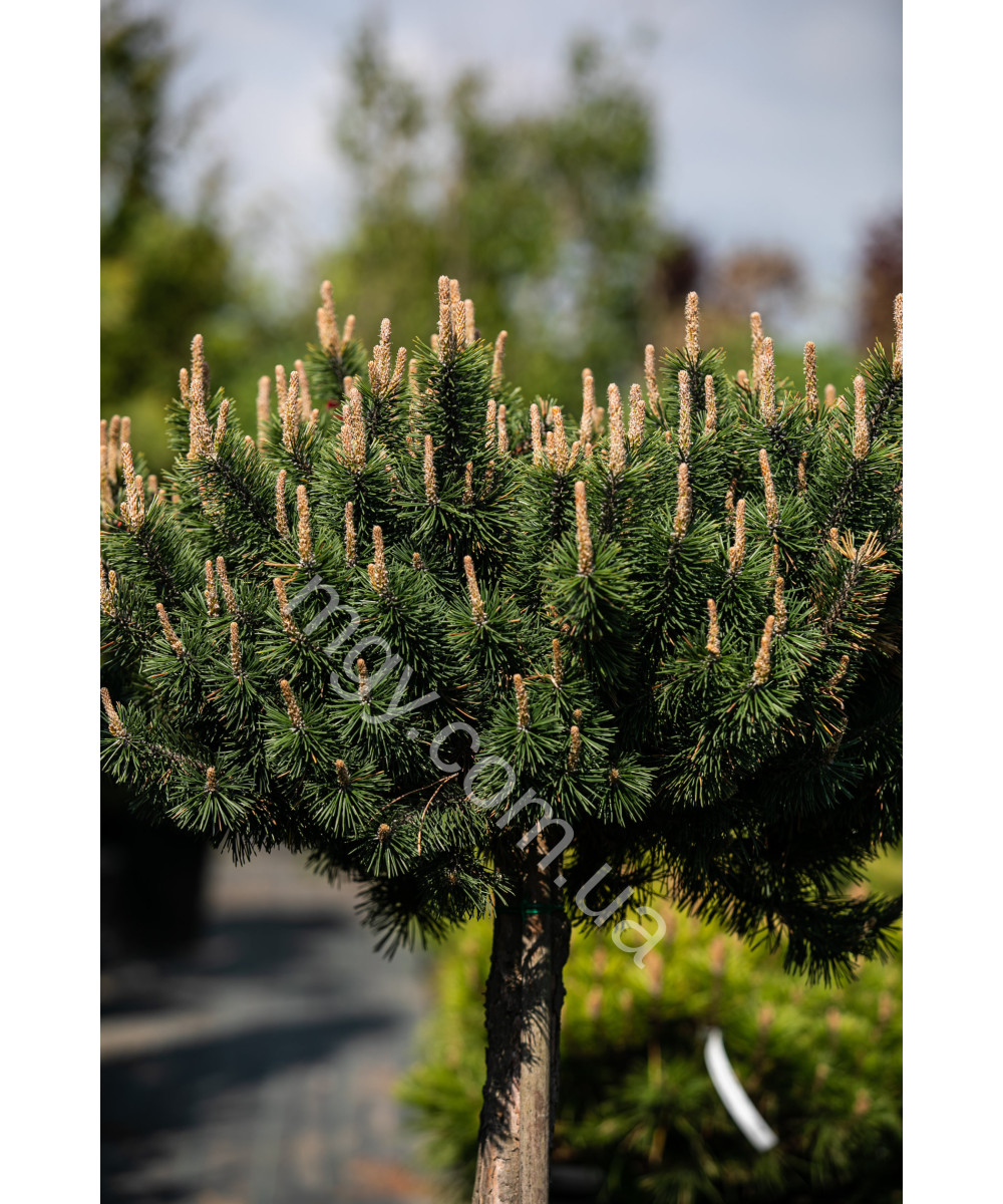 Сосна Гірська 'Хессе' (Pinus Mugo Hesse)