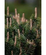 Сосна Гірська 'Хессе' (Pinus Mugo Hesse)