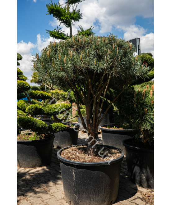 Сосна звичайна Ватерерi (Pinus sylvestris Watereri)
