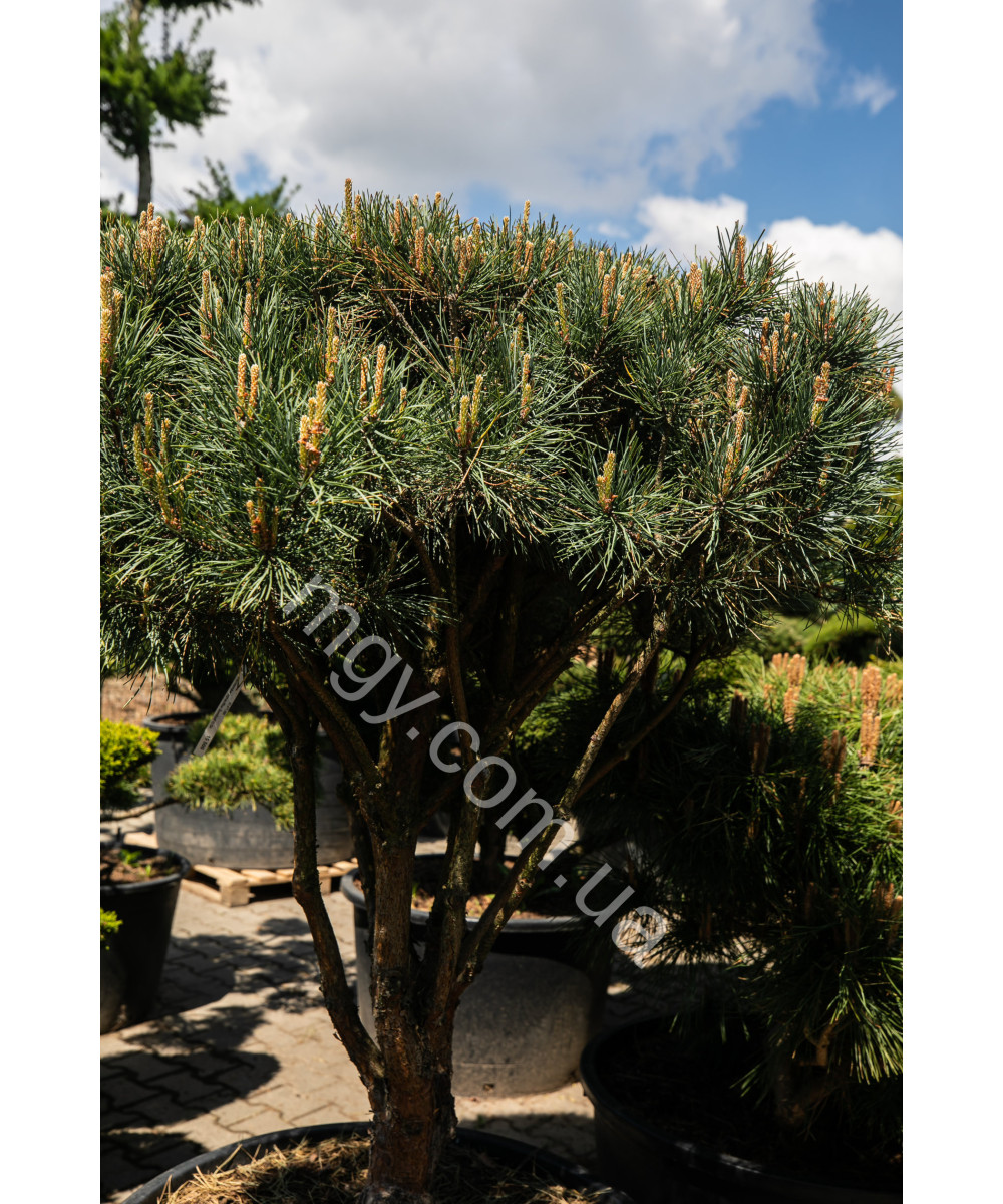 Сосна звичайна Ватерерi (Pinus sylvestris Watereri)