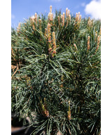 Сосна звичайна Ватерерi (Pinus sylvestris Watereri)