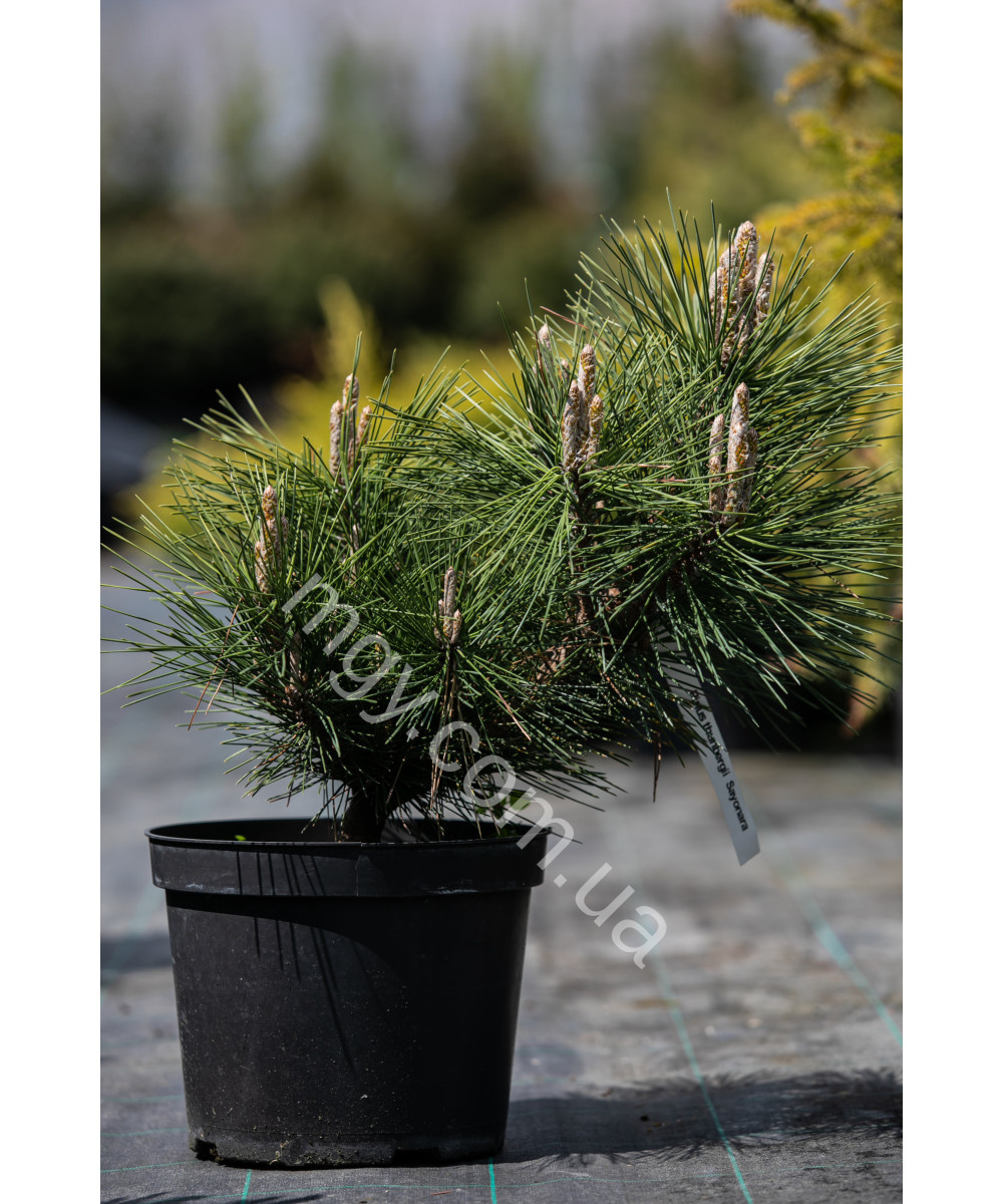 Сосна тунберга Сайонара (Pinus thunbergii Sayonara)
