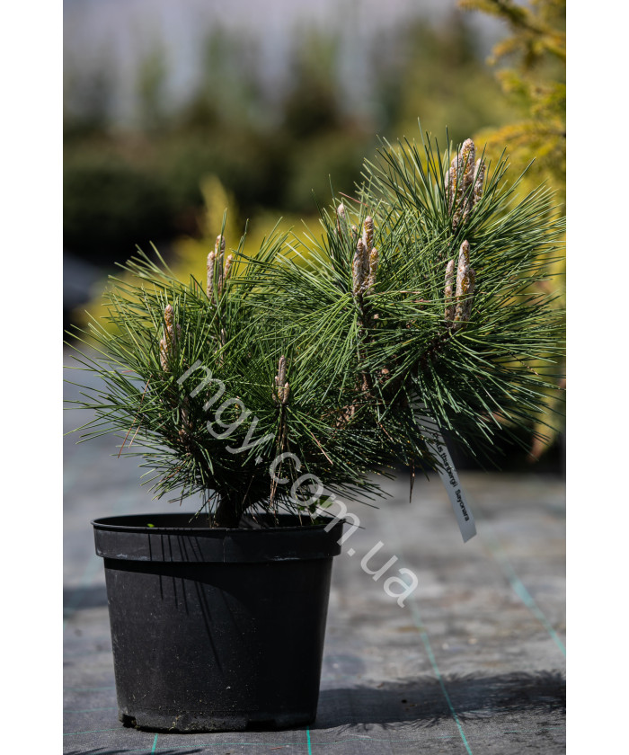 Сосна тунберга Сайонара (Pinus thunbergii Sayonara)