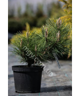 Сосна тунберга Сайонара (Pinus thunbergii Sayonara)