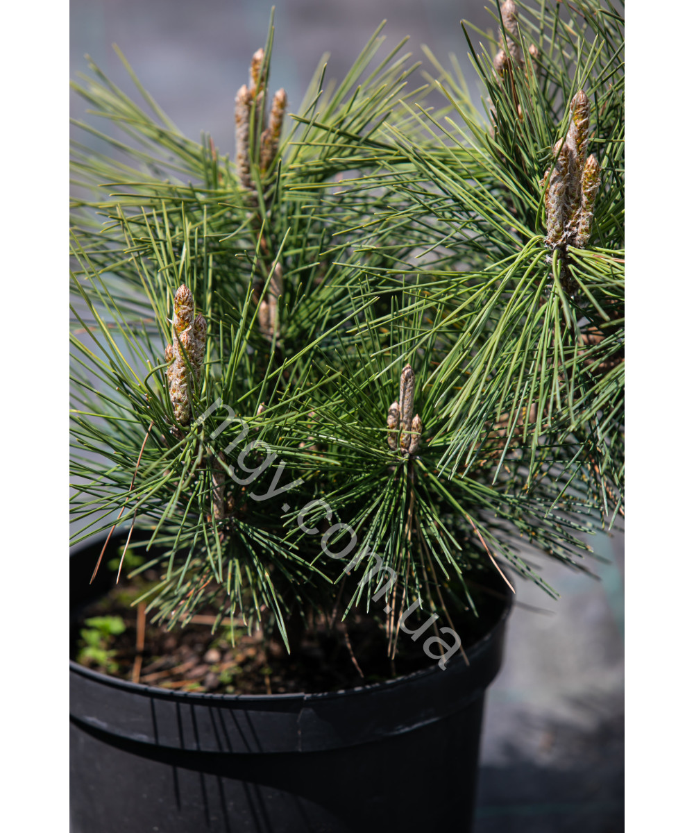 Сосна тунберга Сайонара (Pinus thunbergii Sayonara)