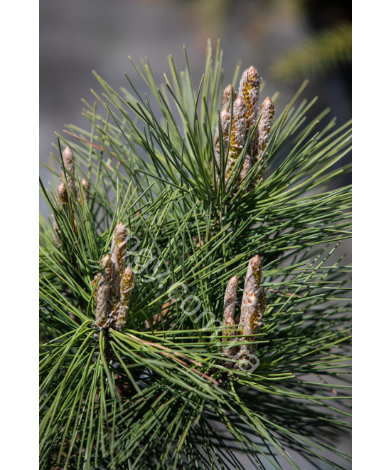 Сосна тунберга Сайонара (Pinus thunbergii Sayonara)