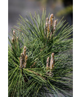 Сосна тунберга Сайонара (Pinus thunbergii Sayonara)
