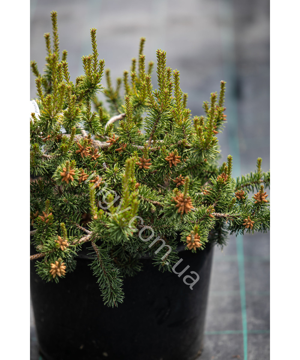 Сосна Банкса `Арктис`(Pinus banksiana Arktis)