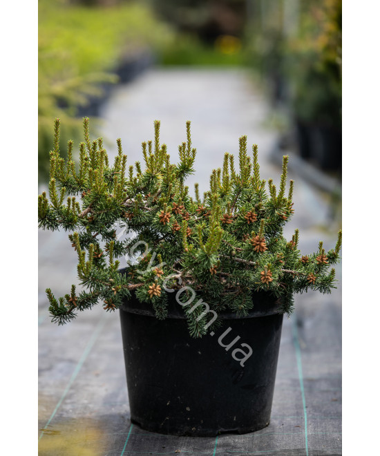 Сосна Банкса `Арктис`(Pinus banksiana Arktis)