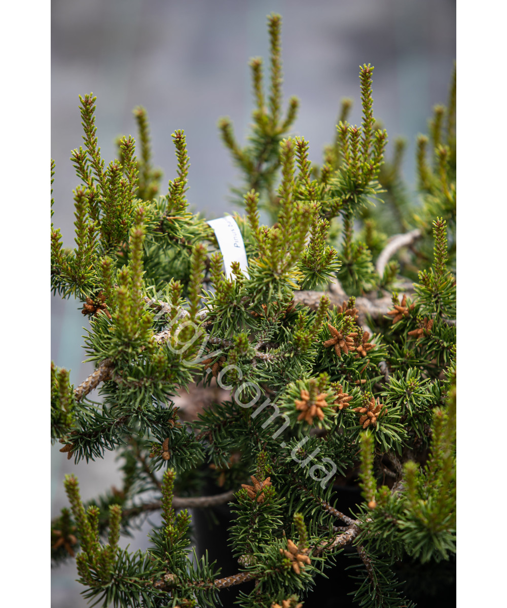 Сосна Банкса `Арктис`(Pinus banksiana Arktis)
