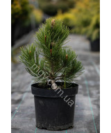 Сосна Білокора 'Компакт Джем' (Pinus Leucodermis Compact Gem)