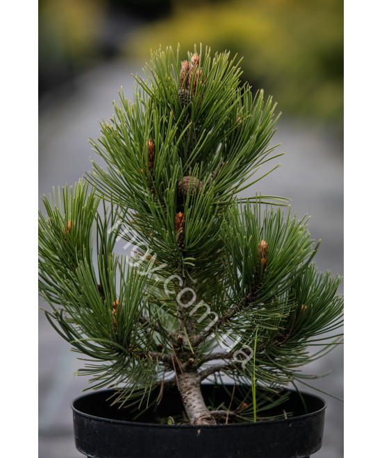 Сосна Білокора 'Компакт Джем' (Pinus Leucodermis Compact Gem)
