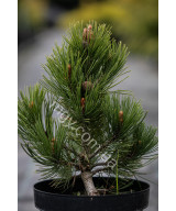 Сосна Білокора 'Компакт Джем' (Pinus Leucodermis Compact Gem)