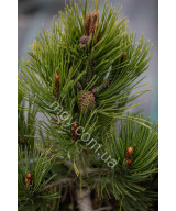 Сосна Білокора 'Компакт Джем' (Pinus Leucodermis Compact Gem)