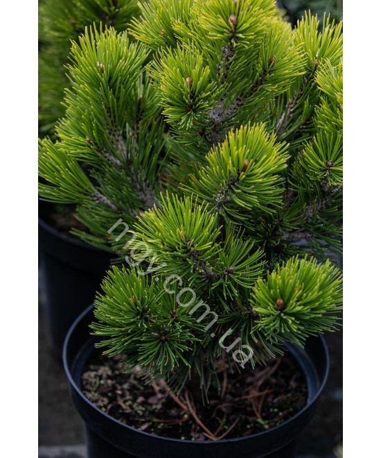 Сосна Білокора 'Компакт Джем' (Pinus Leucodermis Compact Gem)