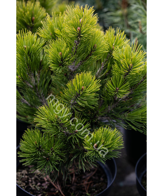 Сосна Білокора 'Компакт Джем' (Pinus Leucodermis Compact Gem)