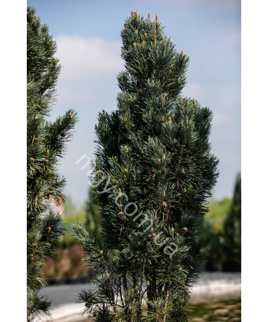 Сосна Звичайна 'Фастігіата' (Pinus Sylvestris Fastigiata)