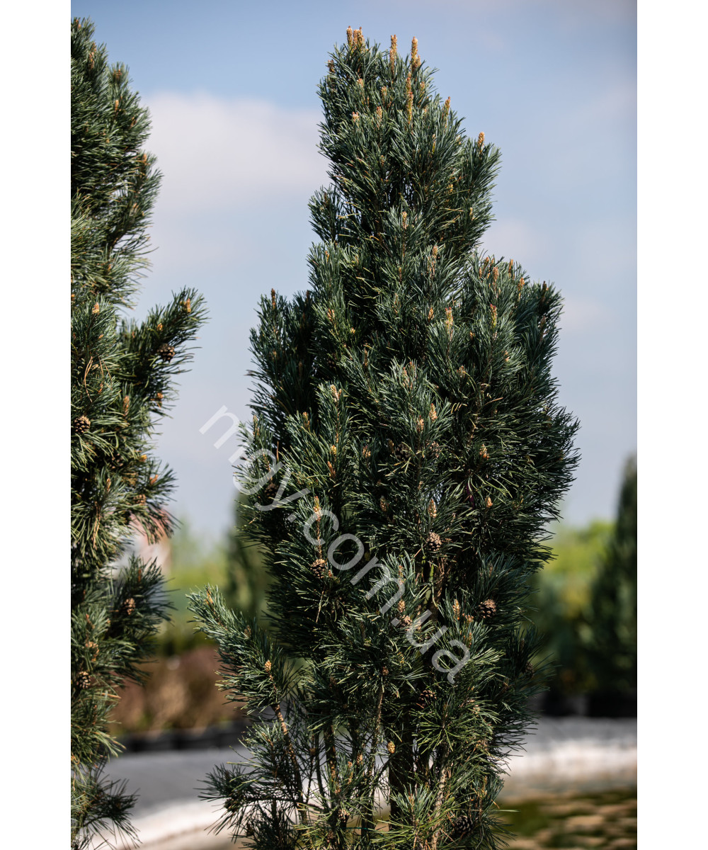 Сосна Звичайна 'Фастігіата' (Pinus Sylvestris Fastigiata)