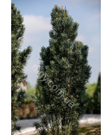 Сосна Звичайна 'Фастігіата' (Pinus Sylvestris Fastigiata)