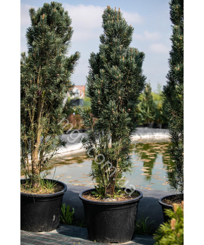 Сосна Звичайна 'Фастігіата' (Pinus Sylvestris Fastigiata)