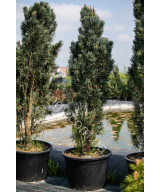Сосна Звичайна 'Фастігіата' (Pinus Sylvestris Fastigiata)