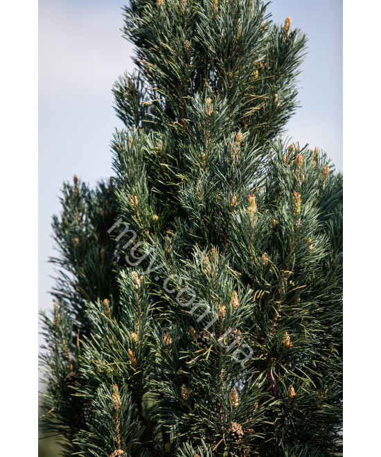 Сосна Звичайна 'Фастігіата' (Pinus Sylvestris Fastigiata)