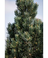 Сосна Звичайна 'Фастігіата' (Pinus Sylvestris Fastigiata)