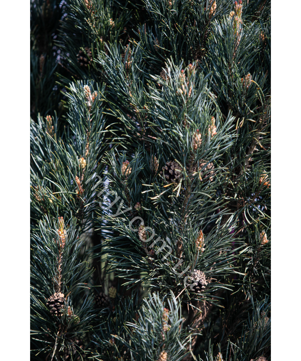 Сосна Звичайна 'Фастігіата' (Pinus Sylvestris Fastigiata)