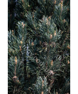 Сосна Звичайна 'Фастігіата' (Pinus Sylvestris Fastigiata)