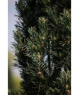 Сосна Звичайна 'Фастігіата' (Pinus Sylvestris Fastigiata)