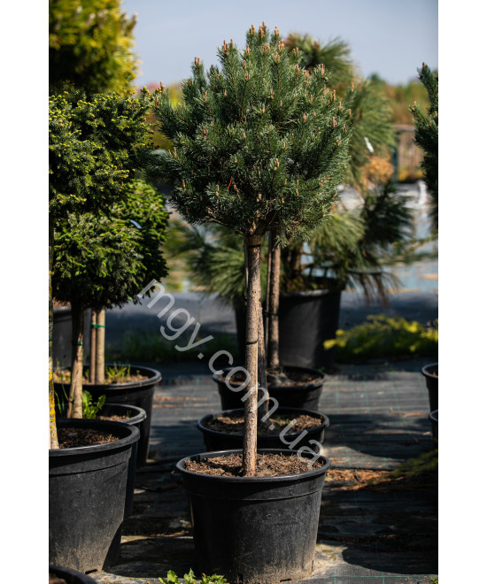Сосна звичайна Ватерерi (Pinus sylvestris Watereri)