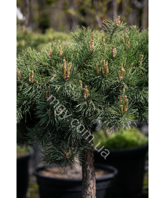 Сосна звичайна Хілсайд Кріпер (Pinus sylvestris Hillside Creeper)