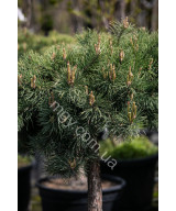 Сосна звичайна Хілсайд Кріпер (Pinus sylvestris Hillside Creeper)