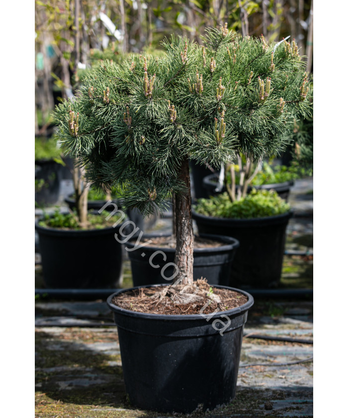 Сосна звичайна Хілсайд Кріпер (Pinus sylvestris Hillside Creeper)