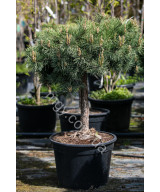 Сосна звичайна Хілсайд Кріпер (Pinus sylvestris Hillside Creeper)