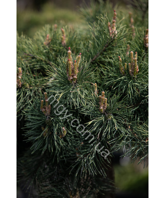 Сосна звичайна Хілсайд Кріпер (Pinus sylvestris Hillside Creeper)