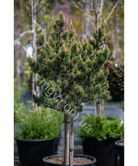 Сосна Банкса Банска Ставница (Pinus Banksiana Banska Stavnica)